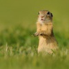 Sysel obecny - Spermophilus citellus - European ground squirrel 5190